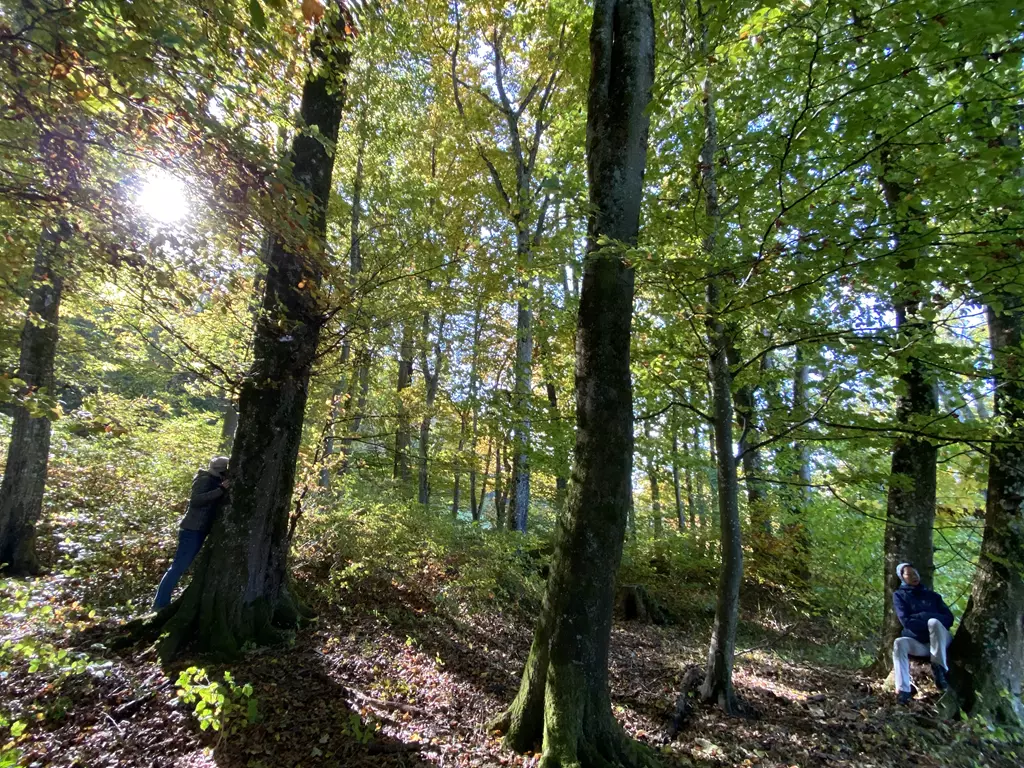 bäumige Abschlusswanderung im Wald