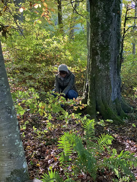 bäumige Abschlusswanderung im Wald
